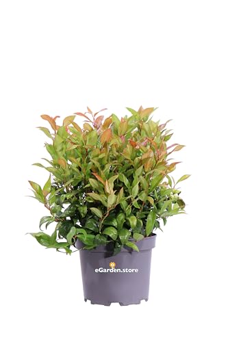 Pianta di Leucothoe Axillaris Zeblid o Curly Red pianta ornamentale variegata da esterno giardino balcone terrazzo arbusto vero venduto da eGarden.store