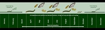 Boxtree Caterpillar (bt Aizawai) Rescue (25g)