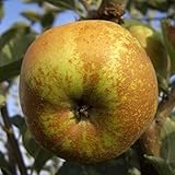 le Georgiche