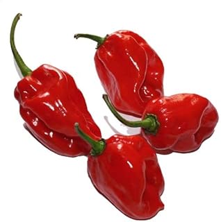 9GreenBoxs: Pepper Red Habanero Pepper 15 Seeds - Extremely Hot