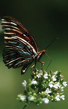 Paperback Images of Steller Book