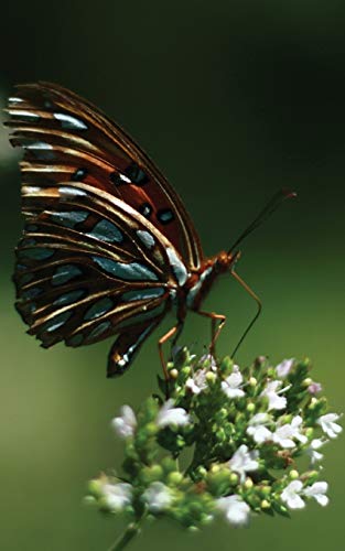 Images of Steller 132019849X Book Cover