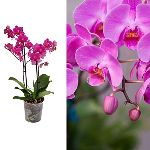 Real Live Phalaenopsis Orchid Plants Mixed Colours In 9 Cm Pot 40 Cm