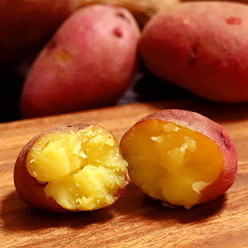 Ⴊ 10kg kCY Tc}Ĉ悤ȃWKC 󂠂 bh[