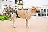 BePetMia Waschbare Windeln für Hunde, Wiederverwendbare Hundewindeln, Umweltfreundliche Damenbinden Höschen, Hygiene-Unterhose für Hunde in Hitze (L: 48-65cm, Schwarz)