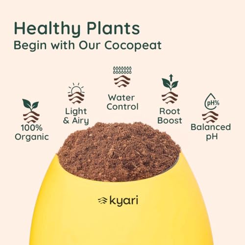 Image of Kyari Money Variegated Indoor Live Plants with Yellow Self Watering Pot - Oval Pot 4 Inch