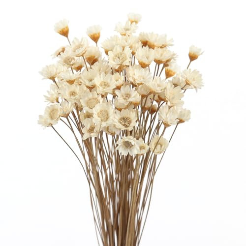 MIHUAGE Dried Flower Mini Star Brazilian Daisy Dried Natural Decorative Small Chamomile Bouquet 200 Stems for Wedding Floral Arrangements Home Decorations Valentine's Day Gifts (Natural White)
