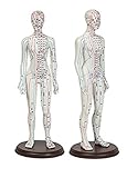 Vinbcorw Modelo de acupuntura del Cuerpo Humano Meridianos Práctica de acupuntura Acupuntura de Cuerpo Entero Enseñanza de Hombres y Mujeres Modelo de acupuntura Femenina 50cm,Femmina