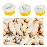 3 Dosen je ca 40 STK Hochwertige Bienenmaden, Wachsmaden, Forellenköder, Angelköder, Futtertiere Frisch und Lebend