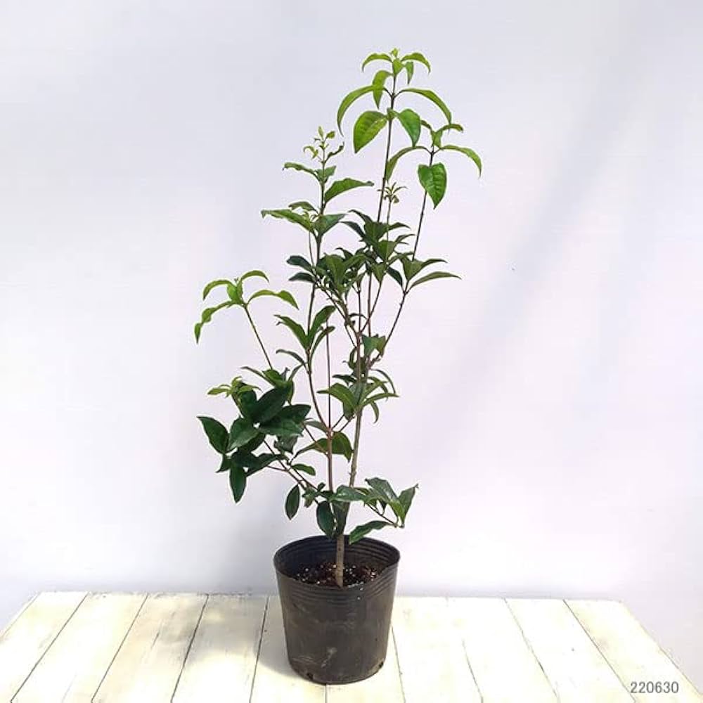 ⑦*:ஐ希少種・甘い香りで縁起も良い*:ஐマグノリア・苗木【金寿モクレン】６号 ⑦*:ஐ希少種・甘い香りで縁起も良い*:ஐマグノリア・苗木【金
