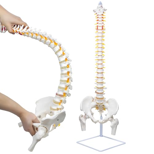 Image of Flexible Spine Model, 34.6 inch Life Size Spinal Cord Model Flexible Anatomical Spine with Vertebrae, Nerves, Arteries, Lumbar Column and Male Pelvis for Science Study or Patient Education
