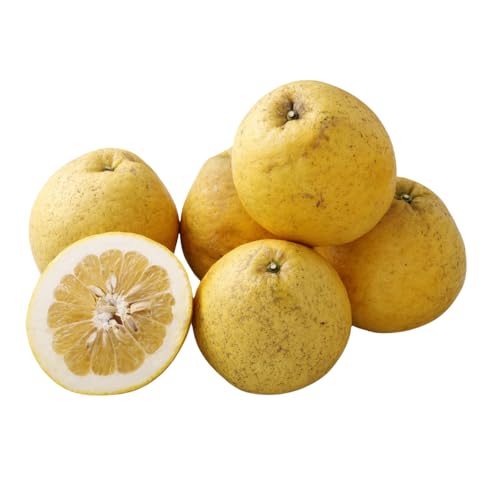 宇城市産 河内晩柑(ジューシーオレンジ)約10kg 2026年7月下旬までに発送予定 髙橋果樹園