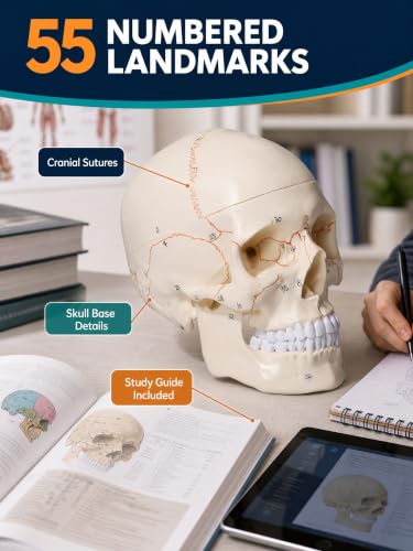 Image of Doctor Verified 55 Number Labeled Real Human Life Size Skull Anatomy Model, 1:1 Full Size Anatomical Correct Realistic Skull Model for Studying, Medical Students