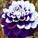 Saterkali Semillas de dalia, 100 piezas/bolsa Semillas de dalia Glorious Colorful Bloom Flower Plantones para jardín Semillas de dalia