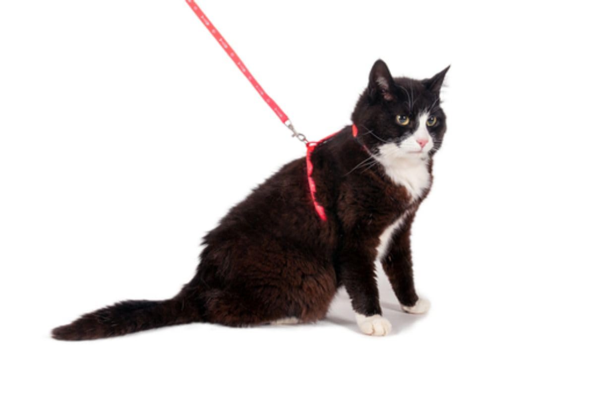 Karlie Art Sportiv Uzatma Tasma, Kedi, 10mm x 110 cm, Pembe