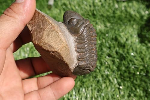 Image of Trilobite Fossil Reedops Trilobite Fossil Trilobites Rock Trilobite Fossils Morocco Trilobite Fossil Trilobites A241