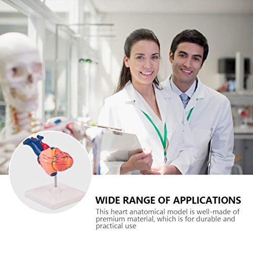ULTECHNOVO 1: 1 Modelo AnatÃ´mico de CoraÃ§Ã£o Humano de PlÃ¡stico Preciso CoraÃ§Ã£o Estatueta de Me
