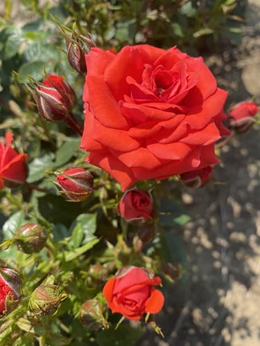 ‘Birthday Wishes’ Orange Red Hybrid Tea Rose - 4L Potted - Gift Idea