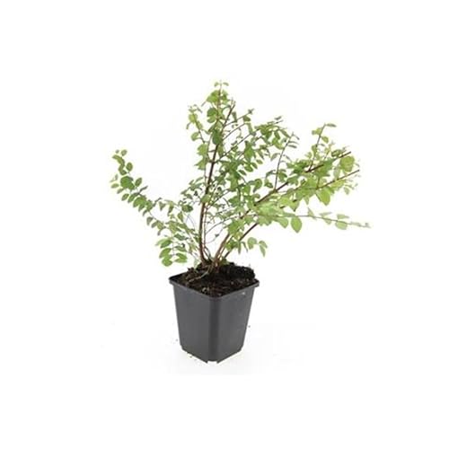 Symphoricarpos chenaultii Hancock Lot de 20 plantes couvre-sol en pot de 9 cm