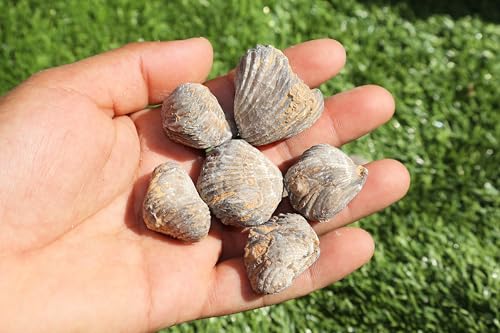 Image of Amazing Marine Fossil Collection: 4 Fossilized Sea Urchins and 6 Authentic Brachiopods, Perfect for Collectors and Natural Decor A168