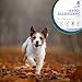 VetExpert Hypoallergenic, Hund, Diätfutter, Pferd, 400g, Alleinfuttermittel