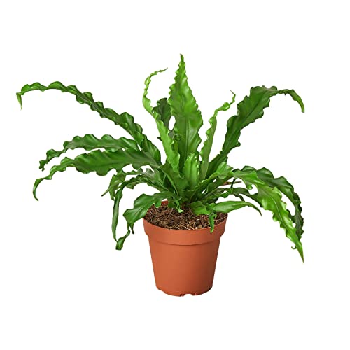 Garden Wrld Bird’s Nest 'Victoria' Fern - 4
