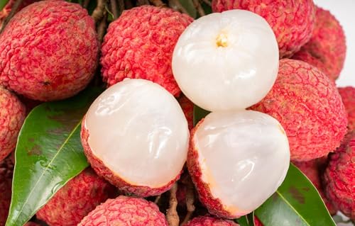 Image of Special Sweet Hybrid Seedless Grafted Litchi Plant, Lychee /Lichu Healthy Live Plant Original Variety for Indoor and Outdoor