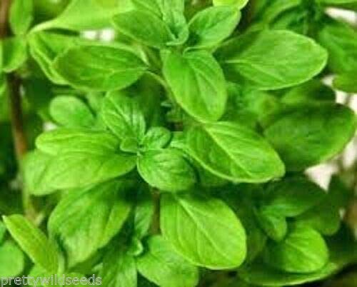 Risala Sweet Marjoram - Culinary Herb Origanum marjorana 2250-225,000 Seeds (100g)