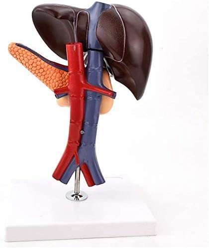 Sjdopulse A Liver Pancreas Nd Duodenum Model - Human Organ Natomy Model - Life Size Liver Model - Human Liver Pancreas Nd Duodenum Model - For Study Display Teaching Medical Model (A)