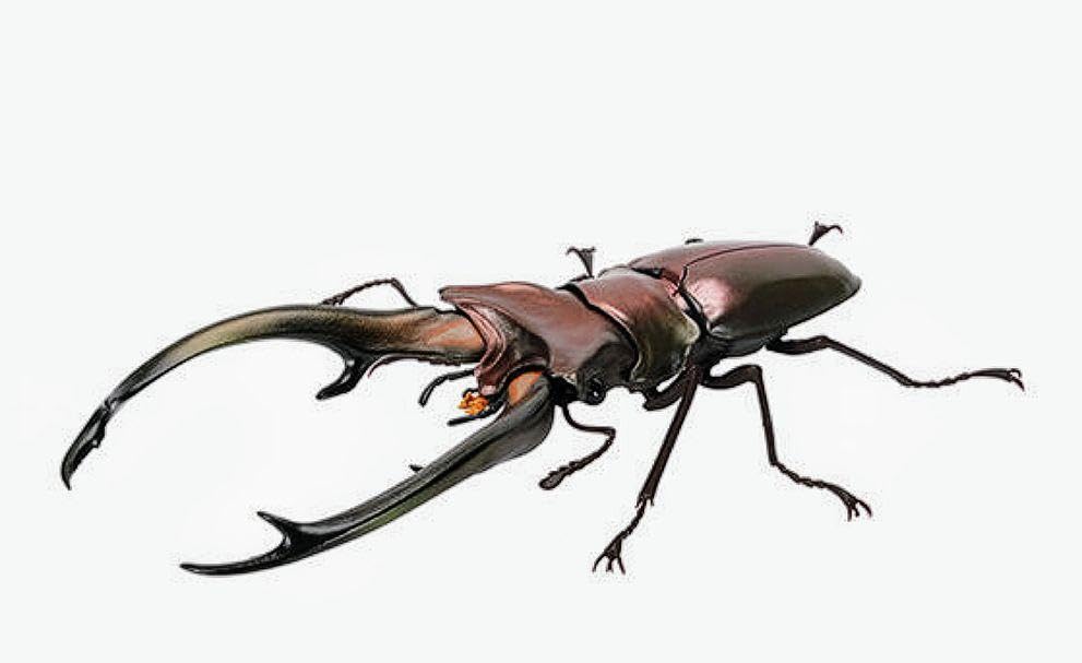 昆虫大図鑑、エラフスホソアカクワガタ、ギラファ等、ヘラクレスオオカブト 418sEHdrETL._AC_UL210_SR210,