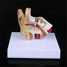 1.5 Times Life Size Human Ear Model Scientific Anatomy Teaching Supplies 11.5x11x4.5cm Anatomical Study Display 1pc
