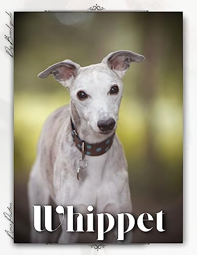  Whippet: Dog breed overview and guide (English Edition)