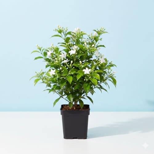 Image of Madhukamini Live Plant (Murraya Paniculata) with Pot | Orange Jasmine Highly Fragrant Evergreen Flowering Plant | Indoor & Outdoor Home Garden Decor | Air Purifying Ornamental Plant