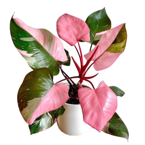 Image of Nursery Plants Live Philodendron Pink Princess - Rare Variegated