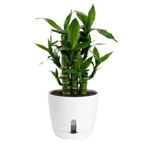 Lotus Bamboo Live Indoor Plant with Self-Watering Pot | Air Purifying Decorative Houseplant | Low Maintenance Lucky Plant for Home & Office-image-49