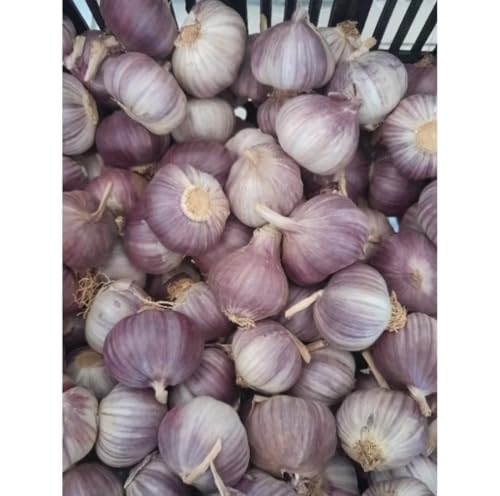 Alho Roxo Nacional Graúdo do Norte de Minas Gerais 1kg