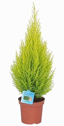 Ciprés Wilma Natural - Árbol Golden - Fácil de Cuidar