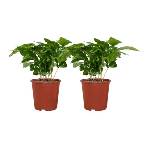 Trendyplants - 2x Coffea Arabica - Kaffeepflanze - Zimmerpflanzen - Höhe 15-35 cm - Topfgröße Ø12cm