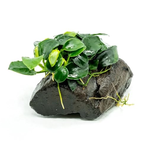 SubstrateSource Live Planted Decor - Anubias Nana...