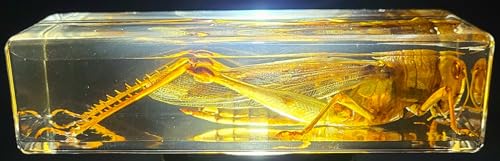 Image of 4.3 inch Large Real Golden Desert Locust in Crystal Clear Lucite Resin Specimen Preserved Insect Taxidermy Crafts Collection for Biology Science Education & Desk Ornament Display Supplies Paperweight