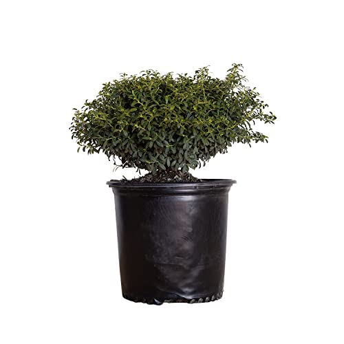 Soft Touch Holly (2.5 Gallon) Finely Textured Compact Evergreen Shrub - Full Sun Live Outdoor Plant - Ilex Crenata #TOP28