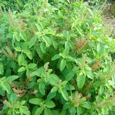 Live Tulsi Plant, Holy Basil with Black Nursery Pot for Home Sri or Lakshmi Live Tulsi Plant (B0CYWZ9SQC) Amazon Price History, Amazon Price Tracker