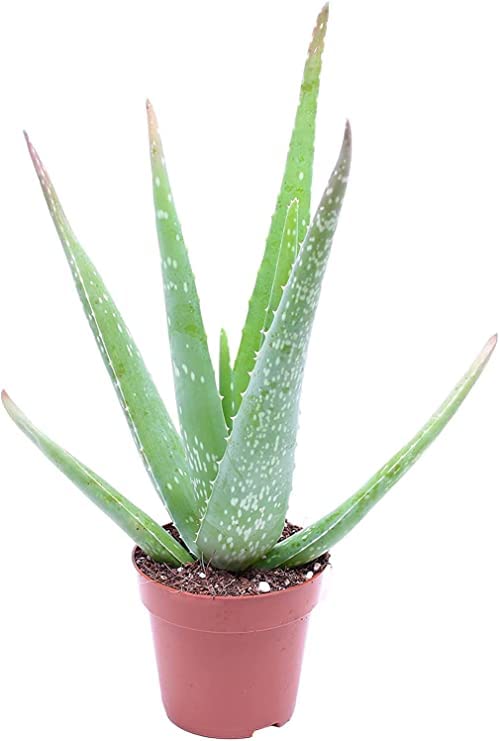 Aloe Vera Planta Natural con Necesidad de Escasa Agua