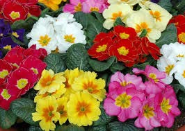 Flowering Plants - Primrose 'Cabaret Mix' - 5 x Full Plants in 10.5cm Pots - Garden Plants - Outdoor Plants - Garden Ready + Ready to Plant - Premium Quality Plants
