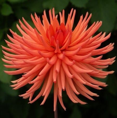 Image of SVG Imported Dahlia Flower Bulbs for Your Home and Gardening Pack of 2 Bulbs (ORANGE)