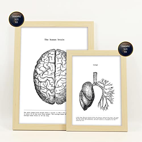 Nacnic Set di 6 Poster di Anatomia Umana
