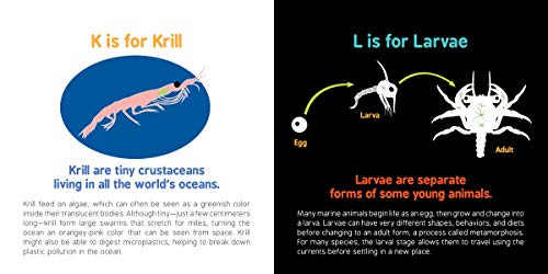 ABCs of Oceanography: Learn about Sea Creatures, Marine Biology, and More with this Essential Ocean Board Book from the #1 Science Author for Kids (Baby University) - Image 7