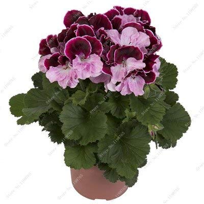 Buy Multicolor Seeds 200 Pcs Geranium Seeds Flower Perennial Seeds