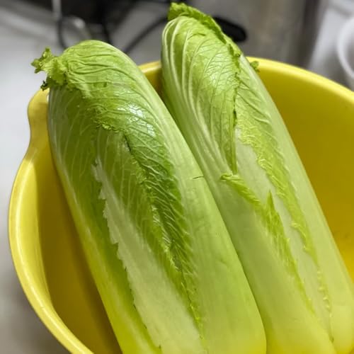 Semillas de col china - invierno, Col china de col china Balcón de invernadero, balcón organicas, 400pcs