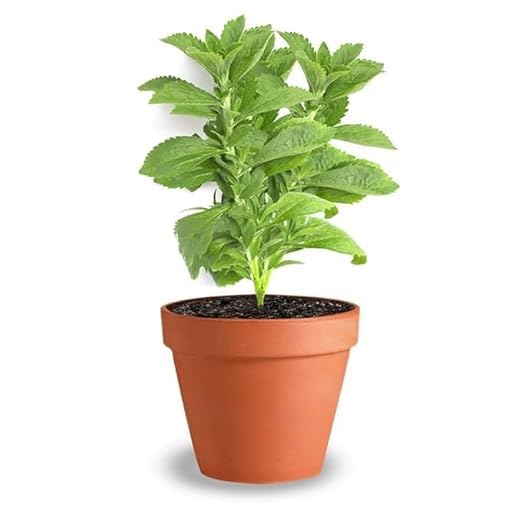 Image of Stevia Seeds for Home Garden, Hybrid Medicinal Plant Seeds, Healthy Herb Seeds, Pack of 1